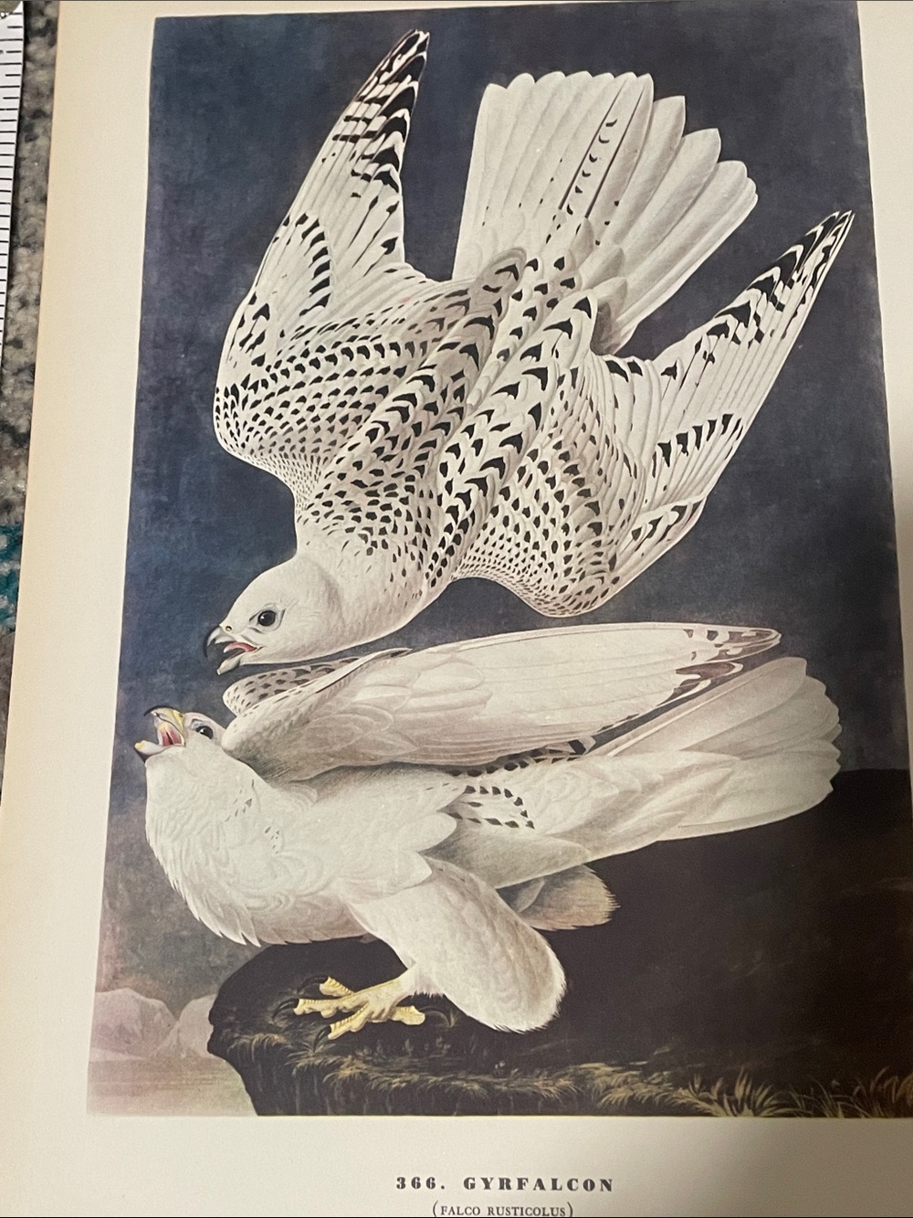 🖤5/$25 Vintage White and Gray Gyrfalcon Art Print